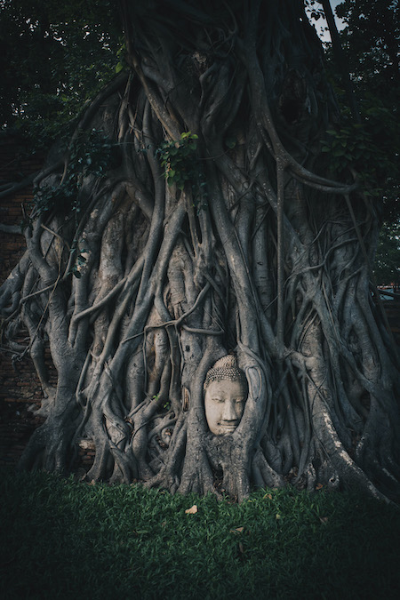 Buddha in the trees - Ayutthaya